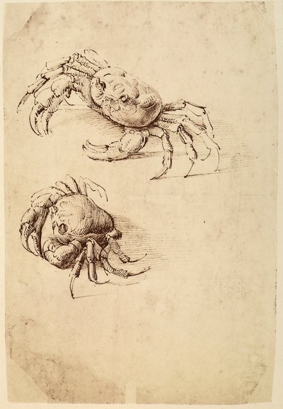 Two Crabs by Leonardo da Vinci